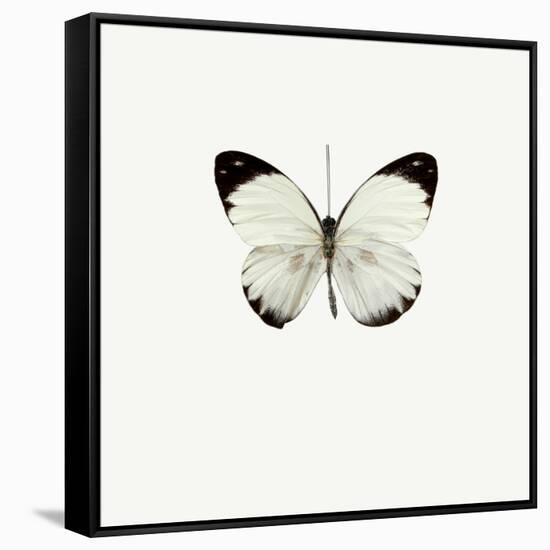 White Butterfly-PhotoINC-Framed Stretched Canvas