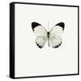White Butterfly-PhotoINC-Framed Stretched Canvas