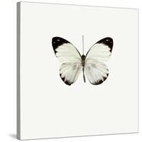 White Butterfly-PhotoINC-Stretched Canvas