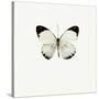 White Butterfly-PhotoINC-Stretched Canvas