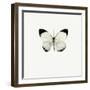 White Butterfly-PhotoINC-Framed Premium Photographic Print