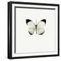 White Butterfly-PhotoINC-Framed Premium Photographic Print