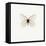 White Butterfly-PhotoINC-Framed Stretched Canvas