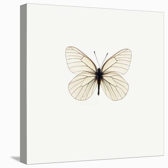 White Butterfly-PhotoINC-Stretched Canvas