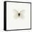 White Butterfly-PhotoINC-Framed Stretched Canvas