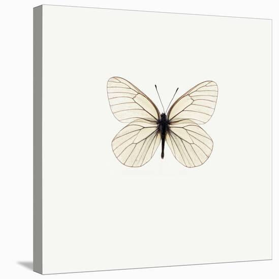 White Butterfly-PhotoINC-Stretched Canvas