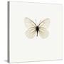 White Butterfly-PhotoINC-Stretched Canvas