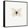 White Butterfly-PhotoINC-Framed Stretched Canvas