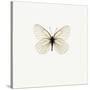 White Butterfly-PhotoINC-Stretched Canvas
