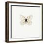 White Butterfly-PhotoINC-Framed Premium Photographic Print