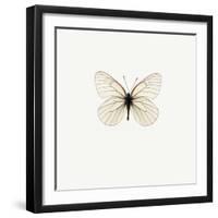 White Butterfly-PhotoINC-Framed Premium Photographic Print