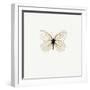 White Butterfly-PhotoINC-Framed Premium Photographic Print