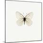 White Butterfly-PhotoINC-Mounted Premium Photographic Print