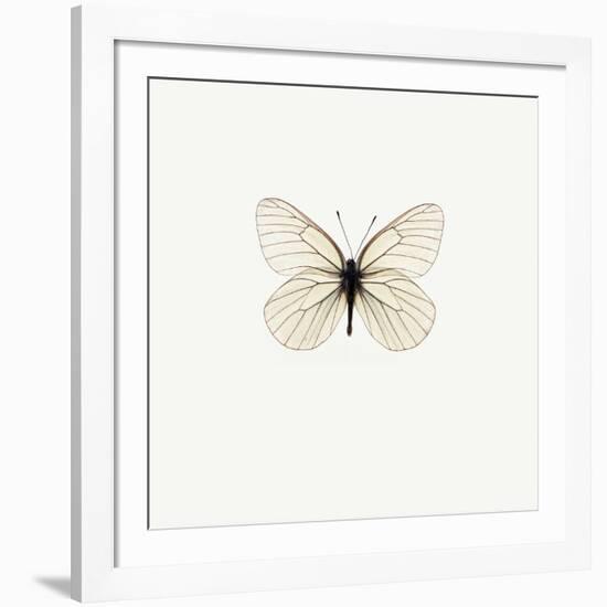 White Butterfly-PhotoINC-Framed Photographic Print