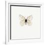 White Butterfly-PhotoINC-Framed Photographic Print