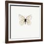 White Butterfly-PhotoINC-Framed Photographic Print