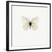 White Butterfly-PhotoINC-Framed Photographic Print