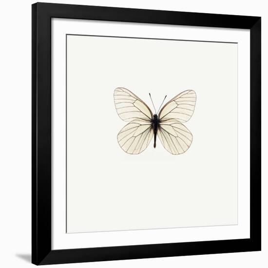 White Butterfly-PhotoINC-Framed Photographic Print