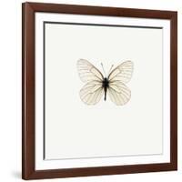 White Butterfly-PhotoINC-Framed Photographic Print