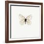 White Butterfly-PhotoINC-Framed Photographic Print