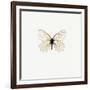 White Butterfly-PhotoINC-Framed Photographic Print