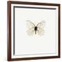 White Butterfly-PhotoINC-Framed Photographic Print