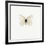 White Butterfly-PhotoINC-Framed Photographic Print