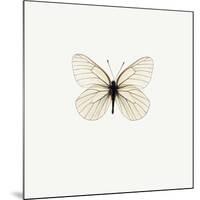 White Butterfly-PhotoINC-Mounted Photographic Print