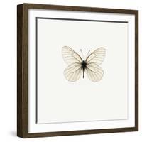 White Butterfly-PhotoINC-Framed Photographic Print