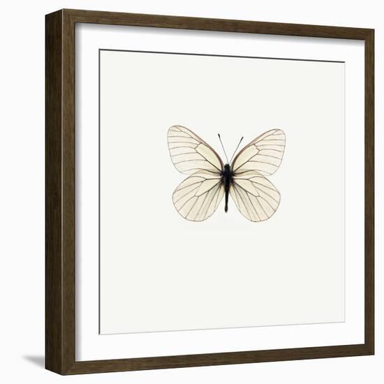 White Butterfly-PhotoINC-Framed Photographic Print