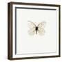 White Butterfly-PhotoINC-Framed Photographic Print