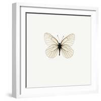 White Butterfly-PhotoINC-Framed Photographic Print