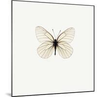 White Butterfly-PhotoINC-Mounted Photographic Print