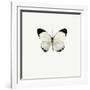 White Butterfly-PhotoINC-Framed Photographic Print