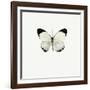 White Butterfly-PhotoINC-Framed Photographic Print