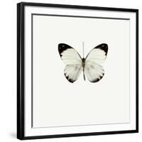 White Butterfly-PhotoINC-Framed Photographic Print