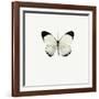 White Butterfly-PhotoINC-Framed Photographic Print