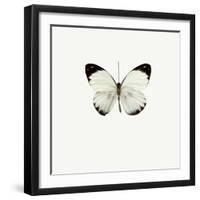 White Butterfly-PhotoINC-Framed Photographic Print