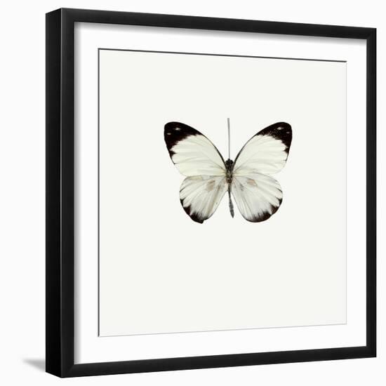 White Butterfly-PhotoINC-Framed Photographic Print