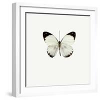 White Butterfly-PhotoINC-Framed Photographic Print