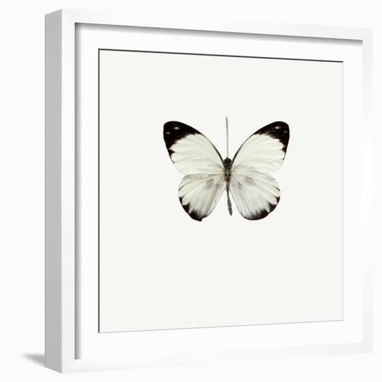 White Butterfly-PhotoINC-Framed Photographic Print