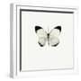 White Butterfly-PhotoINC-Framed Photographic Print