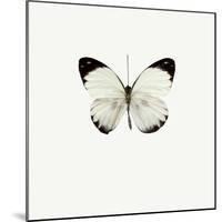 White Butterfly-PhotoINC-Mounted Photographic Print