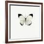 White Butterfly-PhotoINC-Framed Photographic Print