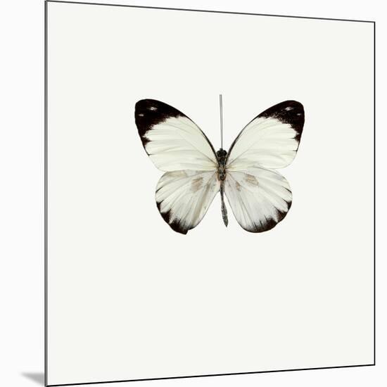 White Butterfly-PhotoINC-Mounted Photographic Print