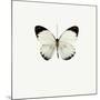 White Butterfly-PhotoINC-Mounted Photographic Print