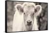 White Calf Panel-Nathan Larson-Framed Stretched Canvas