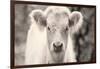 White Calf Panel-Nathan Larson-Framed Photographic Print