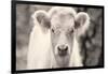 White Calf Panel-Nathan Larson-Framed Photographic Print