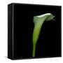 White Calla Lilly-Magda Indigo-Framed Stretched Canvas